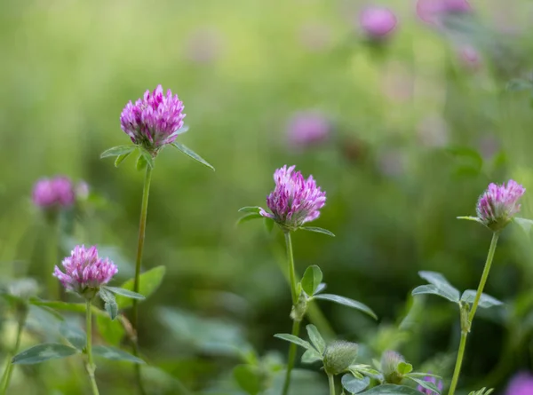 Pink clover growing on a flower meadow. Stock Picture