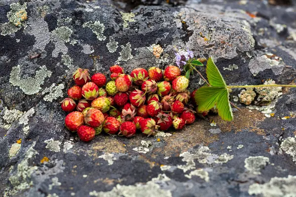 生长在山上的草莓生长在石头上 — 图库照片