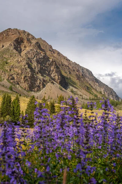 Campo de flores azules sobre el fondo de las montañas, montañas de Altai —  Fotos de Stock