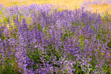 Gün batımında mavi çiçekli güzel bir tarla