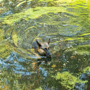 Alman çoban köpeği gölette yüzer.