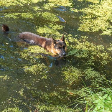 Alman çoban köpeği gölette yüzer.