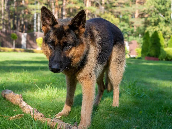 Німецький собака - пастух бавиться палицею. — стокове фото