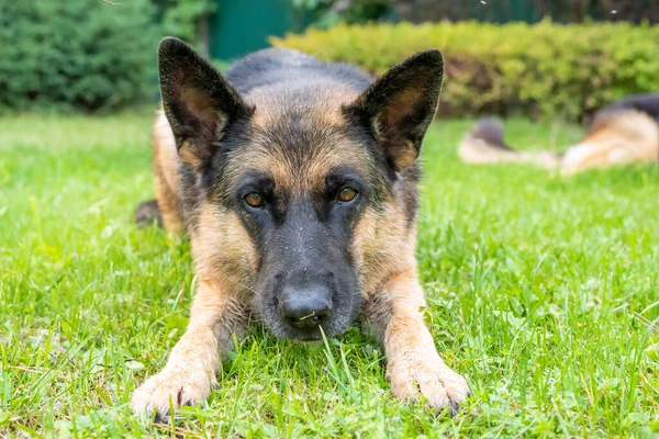 Німецький собака - пастух лежить на зеленій траві. — стокове фото
