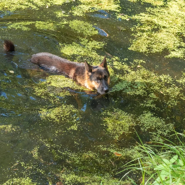 Alman çoban köpeği gölette yüzer.