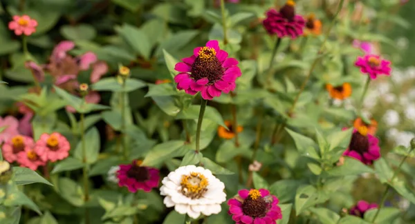 Ljusrosa och orange eleganta zinnia blommor i trädgården. — Stockfoto