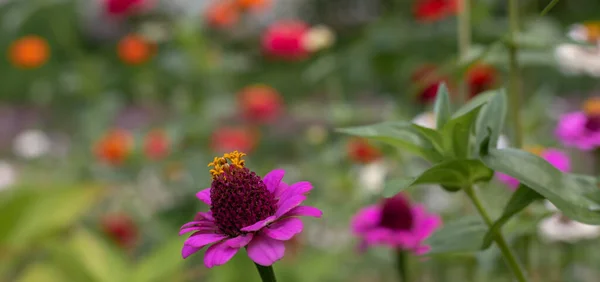 Parlak pembe ve turuncu zarif zinnia çiçekleri bahçede.. — Stok fotoğraf
