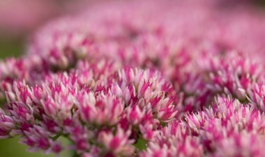 Çiçek arkaplanı. Toprakta birçok küçük pembe çiçek yetişir.