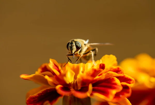 A bee collects pollen from a saffron flower — Stock Photo, Image