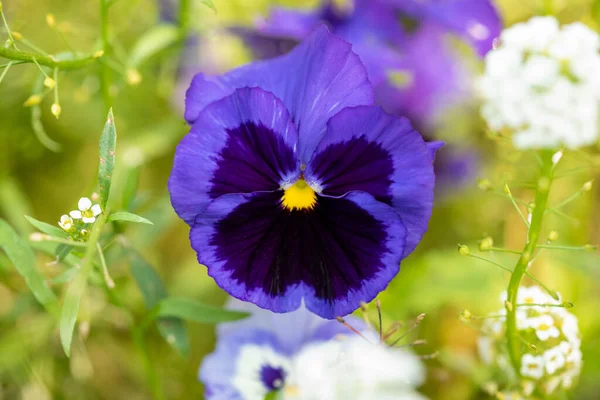 Fleur de pansy bleue sur un lit de fleurs dans le jardin — Photo