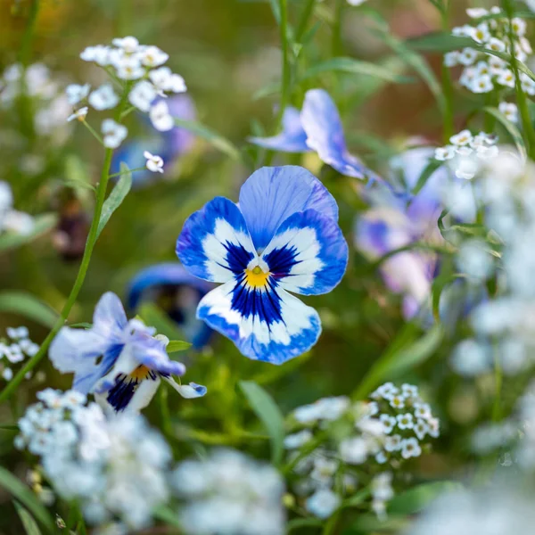 Fleur de pansy bleue sur un lit de fleurs dans le jardin — Photo