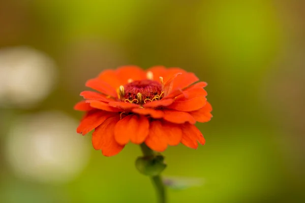Élénk narancs elegáns zinnia virágok a kertben. — Stock Fotó