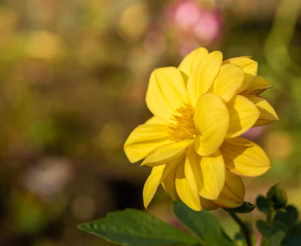 Dahlia virág, sárga, a kertben a virágágyásban. — Stock Fotó