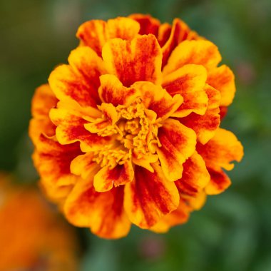 Kadife çiçekleri - Tagetes erecta, Meksika kadife çiçeği, Aztek kadife çiçeği, Afrika kadife çiçeği