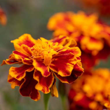 Kadife çiçekleri - Tagetes erecta, Meksika kadife çiçeği, Aztek kadife çiçeği, Afrika kadife çiçeği