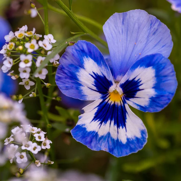 Fleur de pansy bleue sur un lit de fleurs dans le jardin — Photo