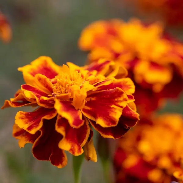 Kadife çiçekleri - Tagetes erecta, Meksika kadife çiçeği, Aztek kadife çiçeği, Afrika kadife çiçeği — Stok fotoğraf