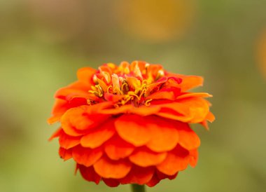 Parlak turuncu, zarif zinnia çiçekleri bahçede..