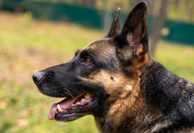 Sadık arkadaş - Alman çoban köpeği yakından, portre