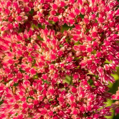 Çiçek arkaplanı. Toprakta birçok küçük pembe çiçek yetişir.