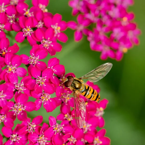 Striped fly looks like wasp - Hoverfly sitting on pink flower