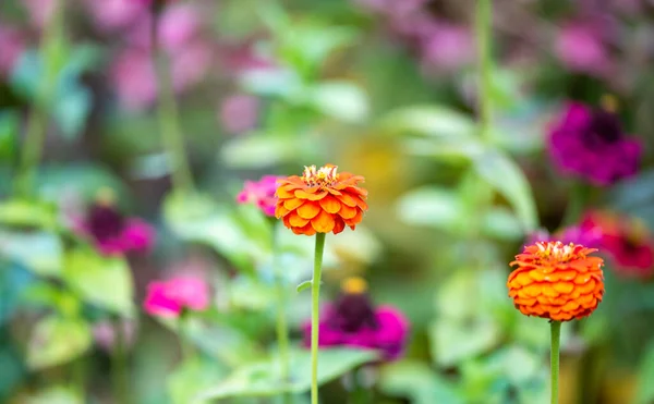 Parlak pembe ve turuncu zarif zinnia çiçekleri bahçede.. — Stok fotoğraf
