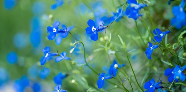 Lobélie bleue Lobelia erinus gros plan dans le jardin — Photo
