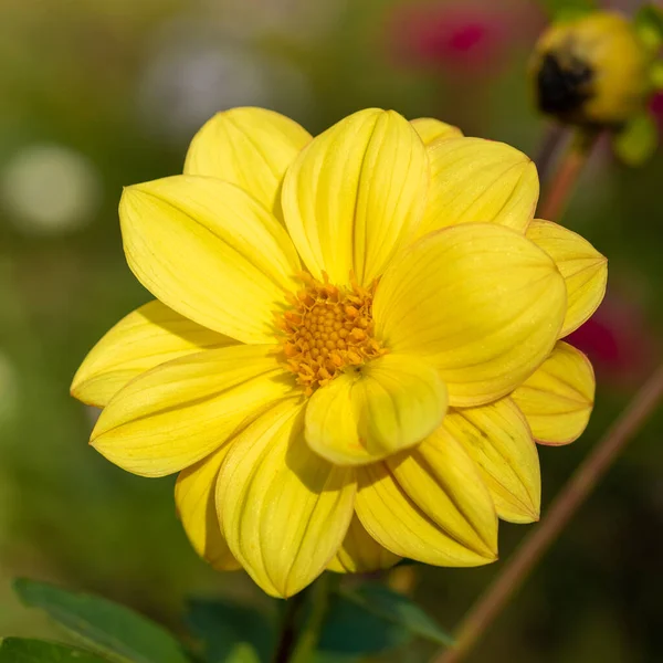 Dahlia virág, sárga, a kertben a virágágyásban. — Stock Fotó