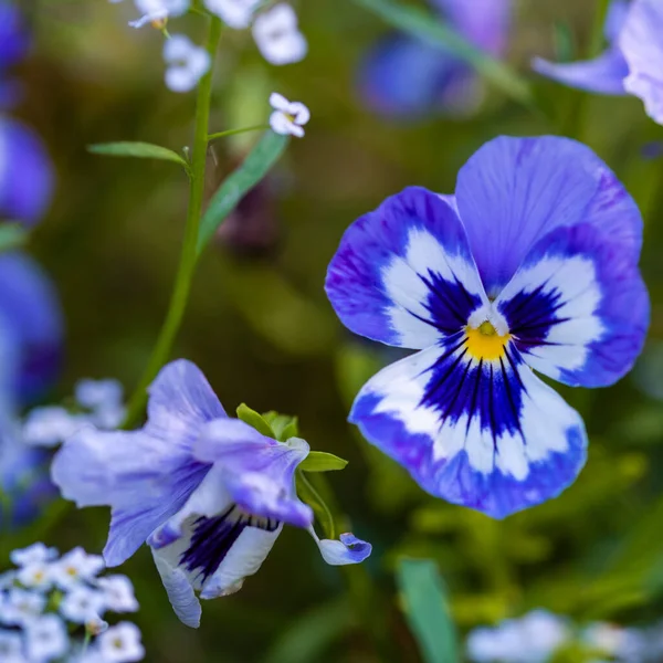 Fleur de pansy bleue sur un lit de fleurs dans le jardin — Photo