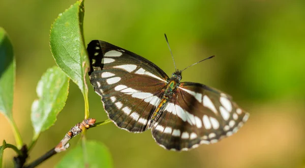 Borboleta - pilão está se aquecendo ao sol, close-up — Fotografia de Stock