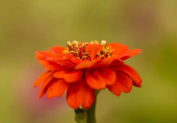 Élénk narancs elegáns zinnia virágok a kertben. — Stock Fotó