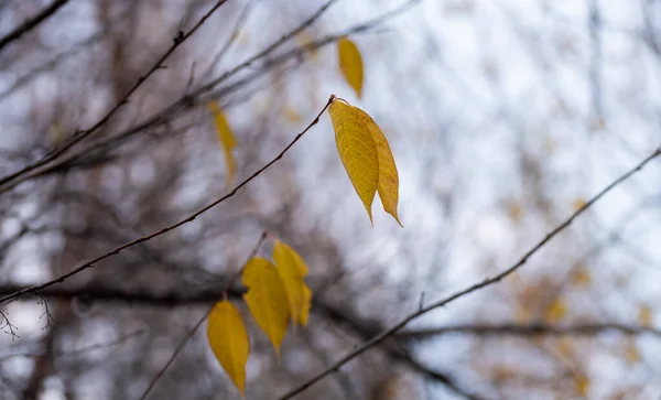 Last yellow leaves on a tree branch — Stock Photo, Image