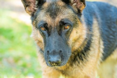 Sadık arkadaş - Alman çoban köpeği yakından, portre