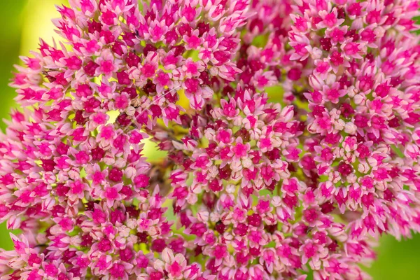 Virág háttér. Sok kis rózsaszín virág nő a földön. — Stock Fotó