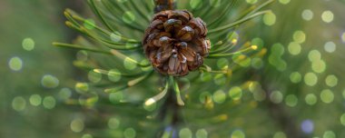 Çam kozalaklı Noel ağacı dalı, arka plan