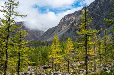 Dağlarda taşların arasında büyüyen ağaçlar
