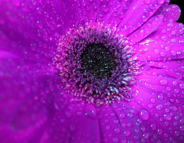 close up of pink flower with sprayed water drops