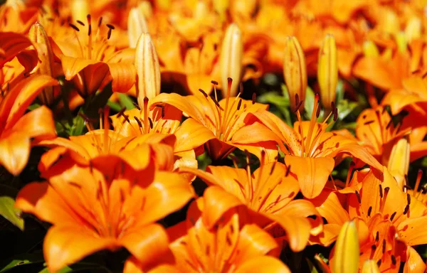 A tenger csodálatos narancs virágok Umea — Stock Fotó