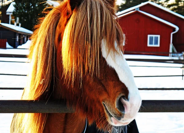 ロバックの冬の時間の茶色の馬 — ストック写真