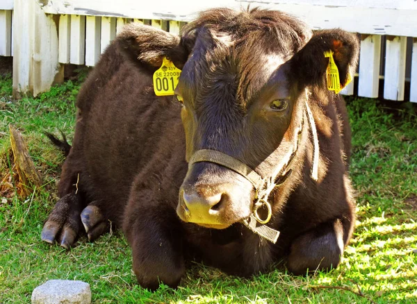 Vaca Acostada Descansando Sol —  Fotos de Stock