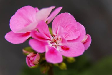 güzel ve kırılgan pembe çiçek