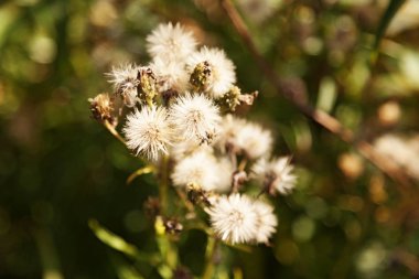sivri yapraklı beyaz bitkiler birlikte çok büyür 