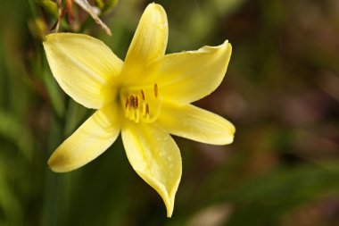 yağmur damlaları ile taze sarı sonbahar çiçeği 