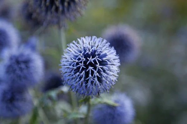 Small blue flowers sitting together in a ball — Stock Photo, Image