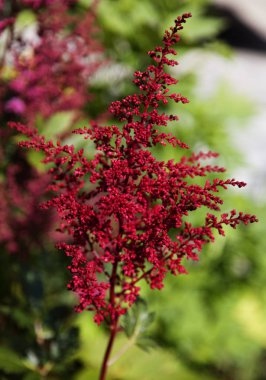 yeşil çalılar arasında yetişen kırmızı çim eniyi