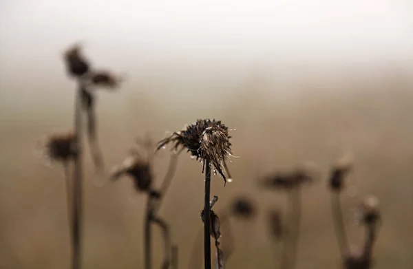 Muchos cardos marchitos en la niebla, el frente tiene gotas de agua sobre ellos — Foto de Stock