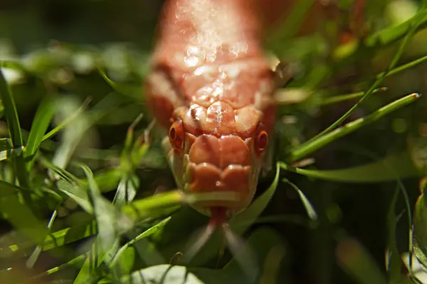 Orange corn snake in forward motion through grass — Stock Photo, Image