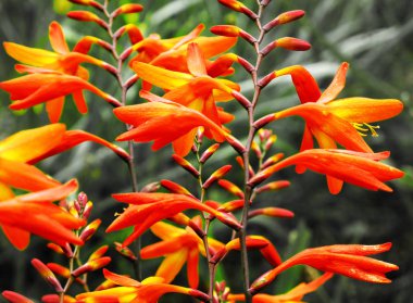 2016 yazında Umea parkında portakal çiçekleri