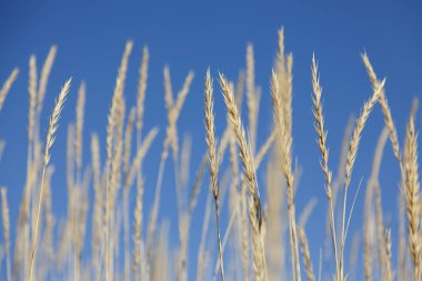 Sahil sazlığı, Umea yakınlarında açık mavi bir gökyüzüne karşı.
