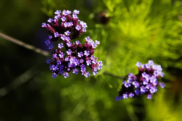 Фиолетовые маленькие цветы, растущие у моря — стоковое фото
